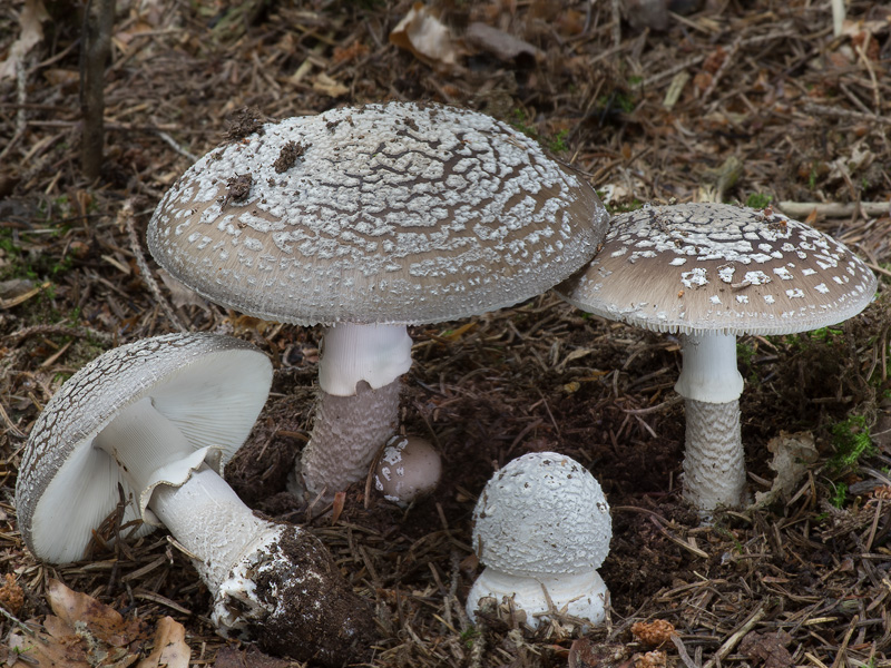 Amanita spissa